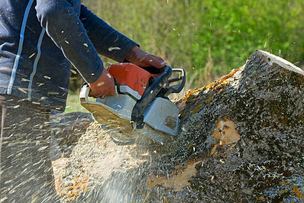 Warren, MN Tree Services Company